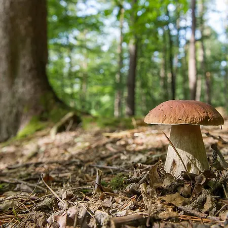 Mountain House Volta 2 By Interhome * Lič